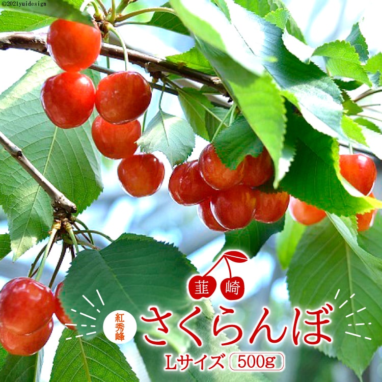 1-9.韮崎産さくらんぼ（紅秀峰）Lサイズ500g / 梨北農業協同組合 / 山梨県 韮崎市