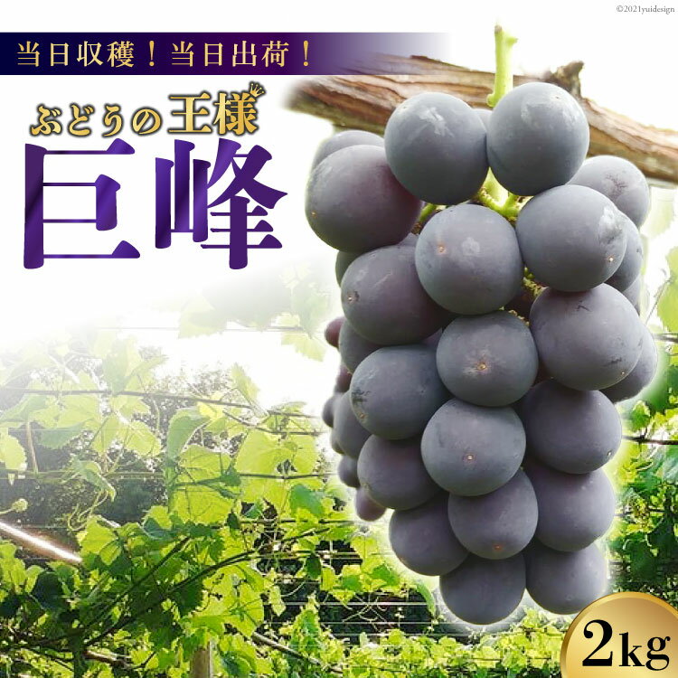 【ふるさと納税】 【2026年発送】【当日収穫！当日出荷！】