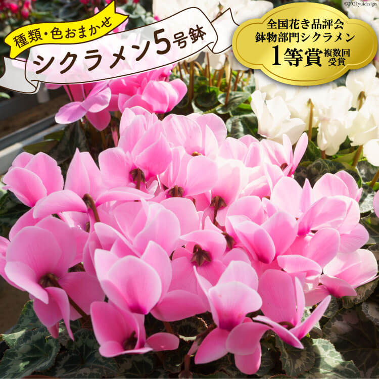 【ふるさと納税】 【先行予約】 ＜種類・色お任せ＞ シクラメン 5号鉢 （赤系・ピンク系・フリンジ系のいずれか) [韮崎ナーセリー 山梨県 韮崎市 20743728] シクラメン お花 花 フラワー 鉢植え 5号 フラワーギフト ギフト プレゼント 贈り物のサムネイル