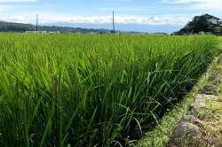 【ふるさと納税】米 令和5年 幻の農林48号 玄米 5kg [穂足農園 山梨県 韮崎市 20742385] お米 こめ コメ 玄米 画像1