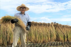 【ふるさと納税】米 令和5年 幻の農林48号 玄米 5kg [穂足農園 山梨県 韮崎市 20742385] お米 こめ コメ 玄米 画像2