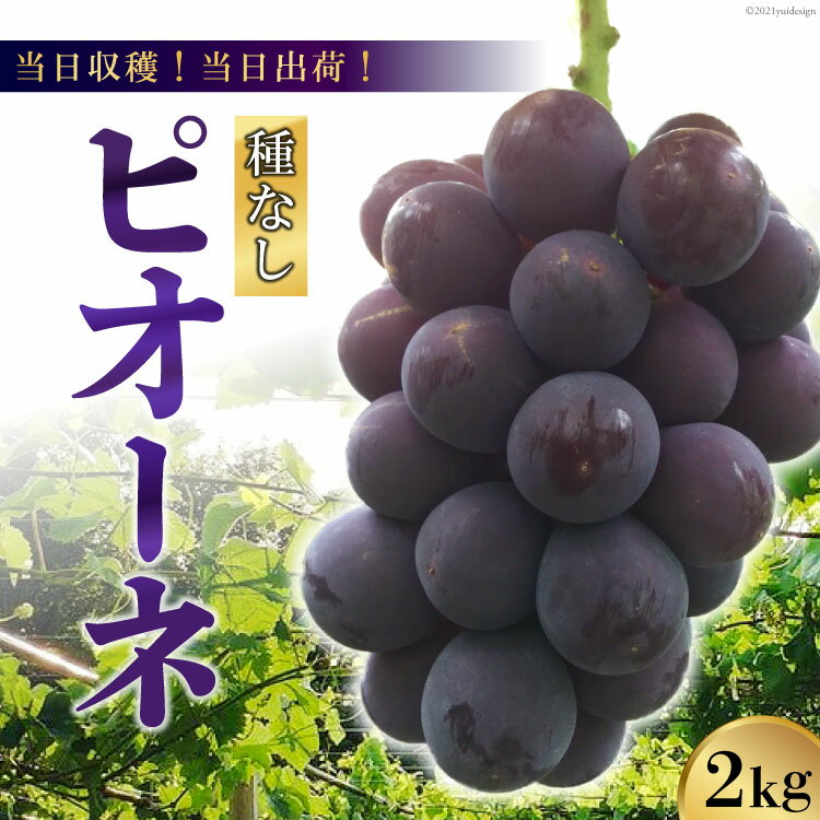 50位! 口コミ数「2件」評価「3」 【2026年発送】【当日収穫！当日出荷！】ピオーネ（種なし）約2kg [モリモリファーム 山梨県 韮崎市 20742847] フルーツ 果物 葡萄 ブドウ 期間限定 季節限定 冷蔵