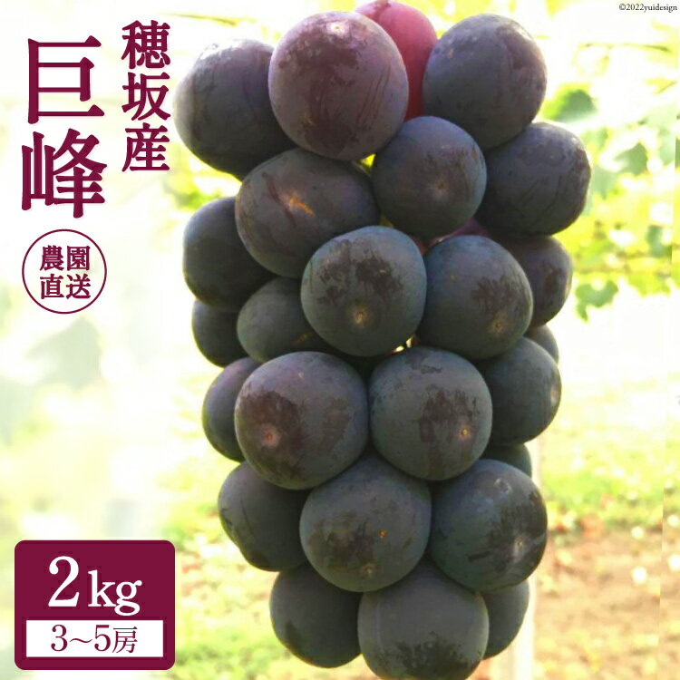 【ふるさと納税】ぶどう 種無し 巨峰 約2kg（3～5房）/ 穂坂ぶどうファクトリー / 山梨県 韮崎市 [68-3]のサムネイル