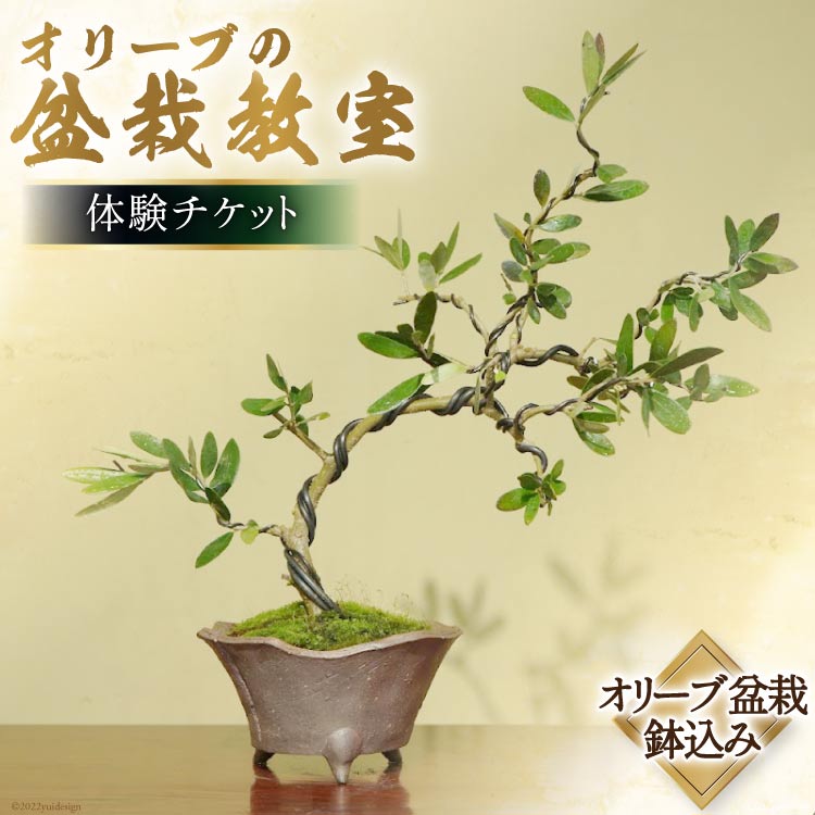 【ふるさと納税】オリーブの盆栽教室 体験チケット [秋山園 山梨県 韮崎市 20742994] チケット 体験 手作り 盆栽 オリーブ 観葉植物 インテリア 癒やし 緑