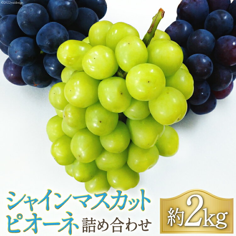 [先行受付] ぶどう シャインマスカット & ピオーネ 詰め合わせ 約2kg[2024年9月前半〜10月前半出荷] [フルーツランド平賀 山梨県 韮崎市 20742315] ブドウ 葡萄 食べ比べ フルーツ 果物 期間限定