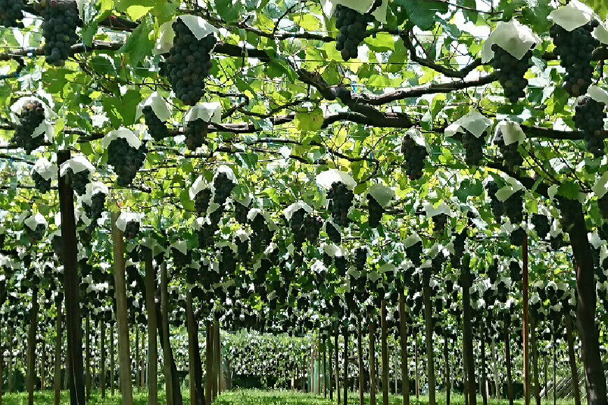 山梨県韮崎市の画像3