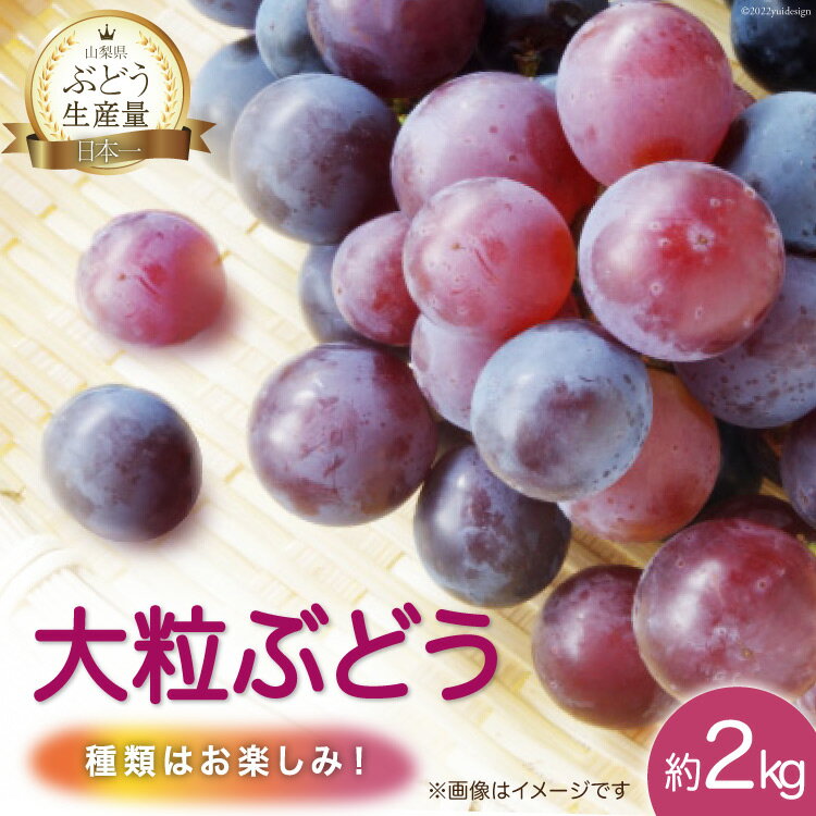 24位! 口コミ数「1件」評価「5」39-3.元気農園『粒』ぶどう 約2kg 山梨県産 ぶどう ※房でのお届けではありません [元気農園 山梨県 韮崎市 20742058]