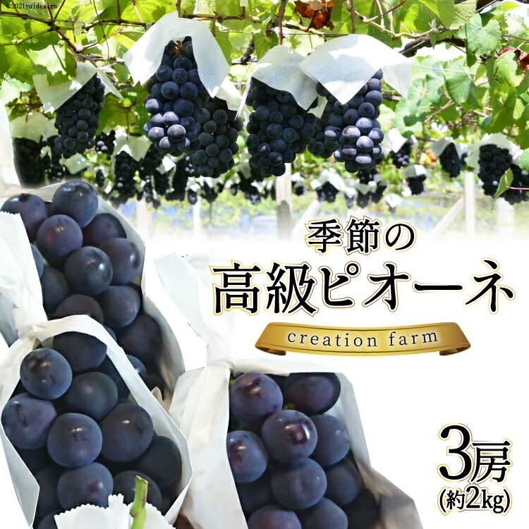 【ふるさと納税】【先行受付】季節のぶどう 3房 約2kg《8月中旬～9月上旬お届け》 [Creation farm 山梨県 韮崎市 20742310] ぶどう ブドウ 葡萄 果物 フルーツ 季節限定