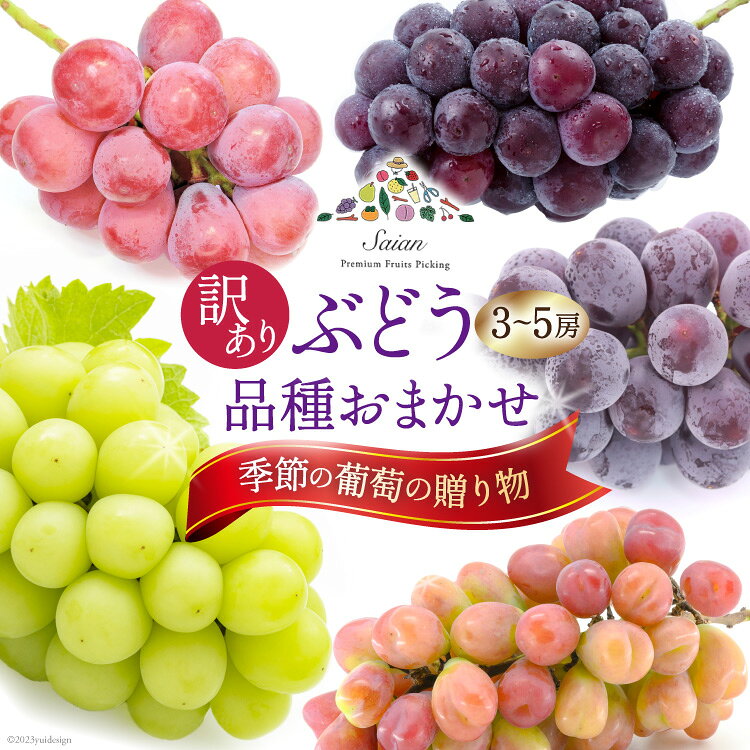 訳あり ぶどう 季節の葡萄の贈り物 品種おまかせ [斎庵 山梨県 韮崎市 20742004] ブドウ 葡萄 期間限定 季節限定 冷蔵