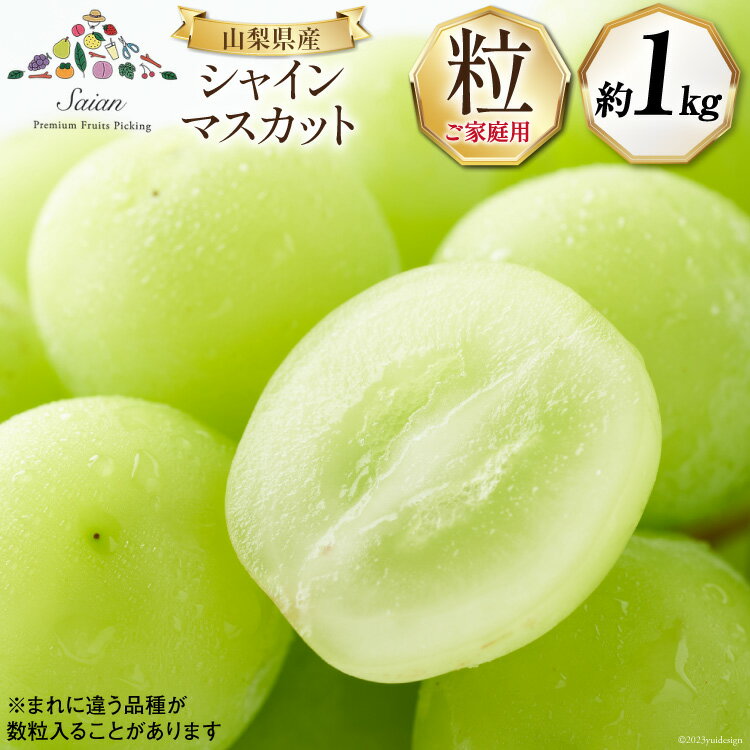 【ふるさと納税】【先行受付】訳あり 山梨県産 シャインマスカット 粒にてお届け 約1kg [斎庵 山梨県 韮崎市 20742297] 果物 フルーツ 山梨 ぶどう マスカット ブドウ 葡萄 家庭用 規格外 期間限定 季節限定 冷蔵のサムネイル
