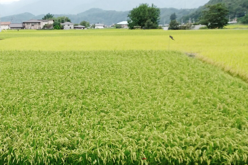 【本日楽天ポイント5倍相当】【☆】【送料無料】【お任せおまけ付き♪】大塚食品マンナンヒカリ　525g(75g×7袋）×40個セット【ドラッグピュア楽天市場店】【RCP】【△】【□】