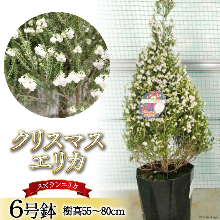 観葉植物 クリスマスエリカ 6号鉢 ( スズランエリカ ) 樹高55〜80cm [全国農業協同組合連合会 山梨県本部 山梨県 韮崎市 20742130] クリスマス エリカ おしゃれ 小さい 玄関 卓上 ツリー 冬の贈り物