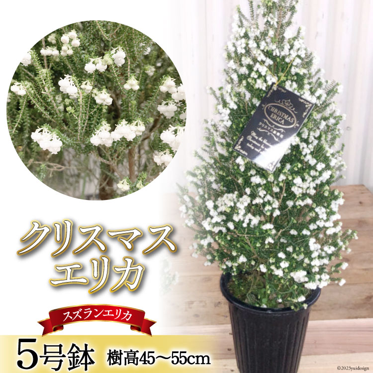 観葉植物 クリスマスエリカ 5号鉢 ( スズランエリカ ) 樹高45〜55cm [全国農業協同組合連合会 山梨県本部 山梨県 韮崎市 20742708] クリスマス エリカ おしゃれ 小さい 玄関 卓上 ツリー 冬の贈り物