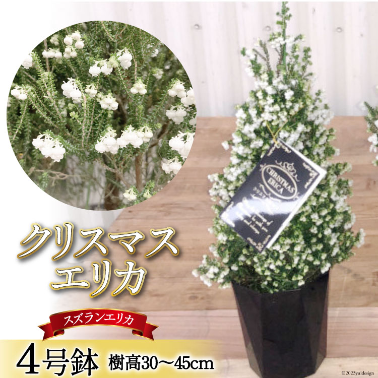 観葉植物 クリスマスエリカ 4号鉢 ( スズランエリカ ) 樹高30〜45cm [全国農業協同組合連合会 山梨県本部 山梨県 韮崎市 20742707] クリスマス エリカ おしゃれ 小さい 玄関 卓上 ツリー 冬の贈り物