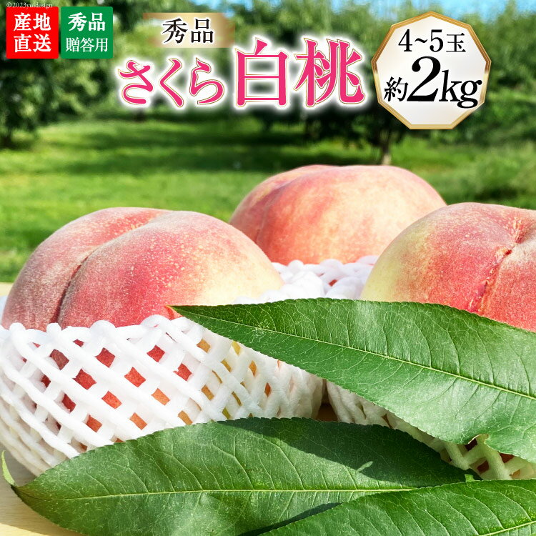 【ふるさと納税】【先行受付】【秀品】さくら 白桃 2kg (4～5玉） [韮崎市桃農家の産直 山梨県 韮崎市 20742305] もも モモ 果物 フルーツ 期間限定 季節限定 冷蔵