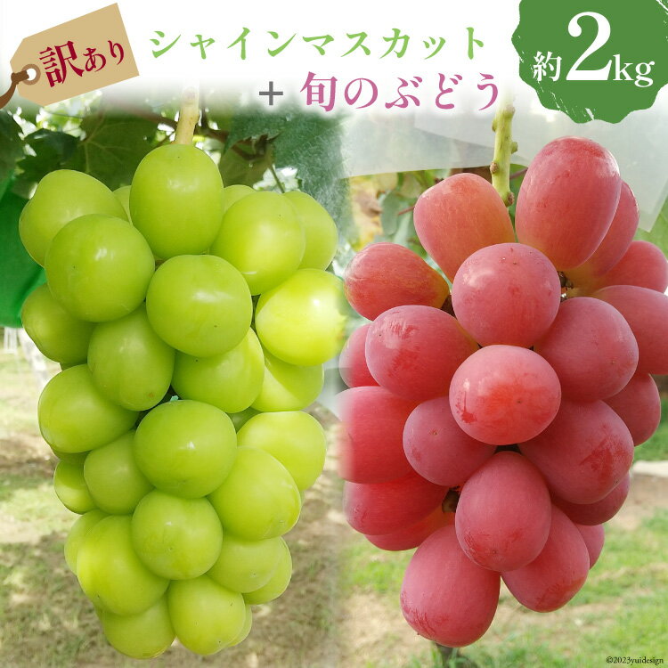 [2025年発送] ぶどう 訳あり 旬のぶどう 詰め合わせ 2kg ご家庭用 [みのり農園 山梨県 韮崎市 20742853] フルーツ 果物 くだもの ブドウ 葡萄 2キロ 食べ比べ 山梨県産 数量限定 期間限定 冷蔵