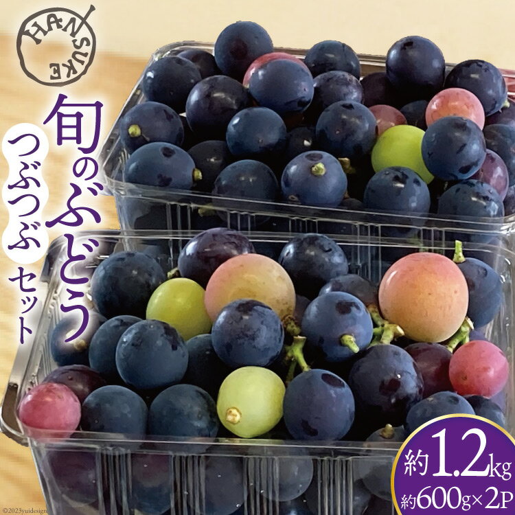 【ふるさと納税】【先行受付】ぶどう 種なし 旬のぶどう つぶつぶ セット 約1.2kg [半助農園 山梨県 韮崎市20742374] ブドウ 葡萄 果物 フルーツ 季節限定のサムネイル