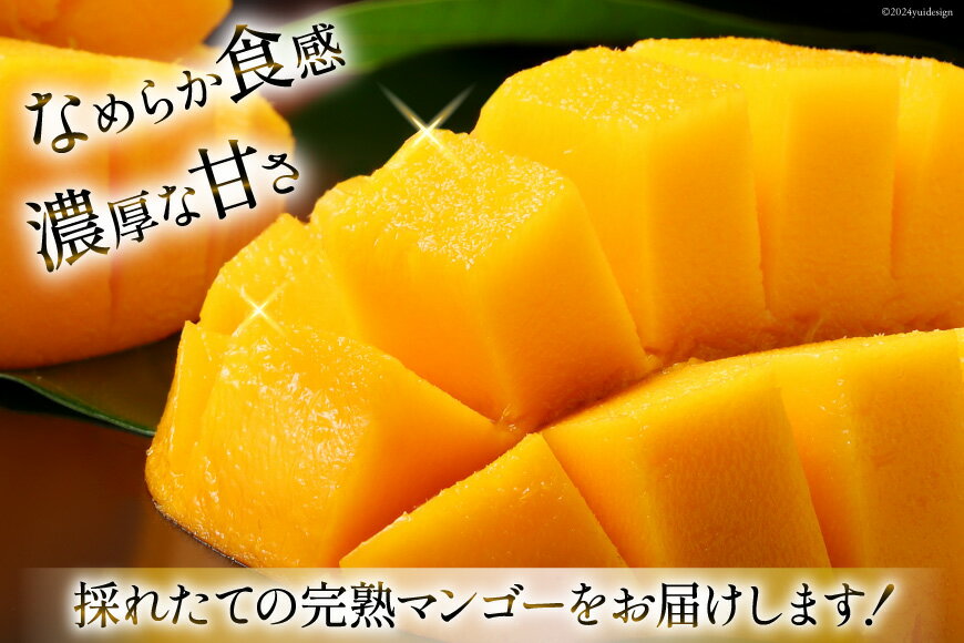 【ふるさと納税】 【期間限定発送】 完熟 マンゴー 「天空の輝き」 2L 2個入 [採園 山梨県 韮崎市 20743342] マンゴー アップルマンゴー フルーツ 果物 完熟 期間限定 季節限定 冷蔵