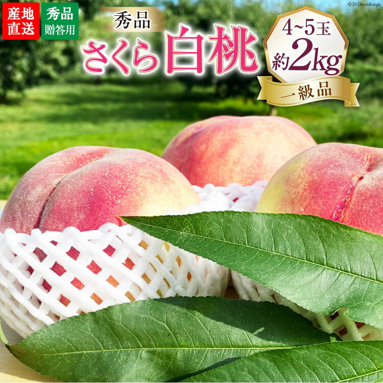 [先行受付][秀品]さくら 白桃 2kg (4〜5玉) [韮崎市桃農家の産直 山梨県 韮崎市 20742305] もも モモ 果物 フルーツ 期間限定 季節限定 冷蔵