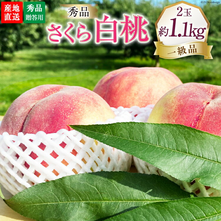 【ふるさと納税】【2025年発送】【秀品】朝獲れ 大玉 さくら 白桃 約1.1kg （2玉） [韮崎市桃農家の産直 山梨県 韮崎市 20742794] もも 桃 モモ フルーツ 果物 山梨県産 産地直送 期間限定 季節限定 冷蔵