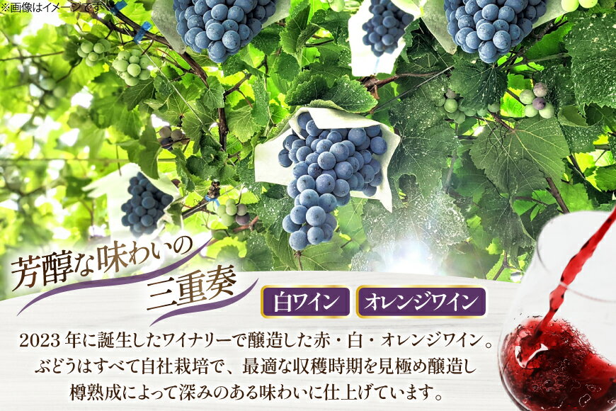 【ふるさと納税】ワイン 白ワイン樽熟成 オレンジワイン樽熟成 750ml × 2本 セット [ Creation farm 山梨県 韮崎市 20745309] 白 オレンジ 白ワイン オレンジワイン 甲州ワイン 甲州 飲み比べセット お酒 アルコール