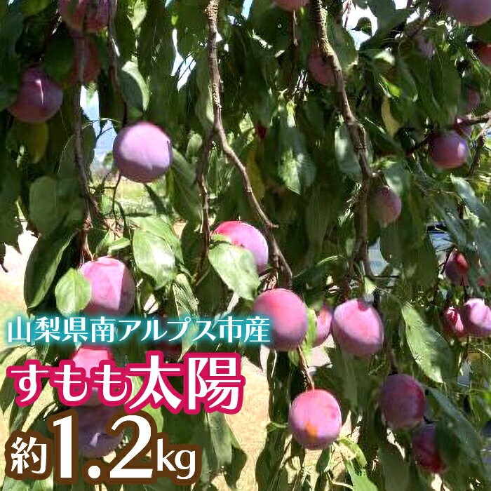 【ふるさと納税】＜2026年発送先行予約＞すもも太陽 約1.2kg ふるさと納税 すもも 太陽 プラム 果物 フルーツ おすすめ 山梨県 南アルプス市 送料無料 ALPCZ008