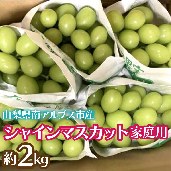 【ふるさと納税】＜2026年発送先行予約＞シャインマスカット (新鮮直送・家庭用2kg) ふるさと納税 シャインマスカット マスカット 葡萄 ご家庭用 果物 フルーツ おすすめ 山梨県 南アルプス市 送料無料 ALPCZ014
