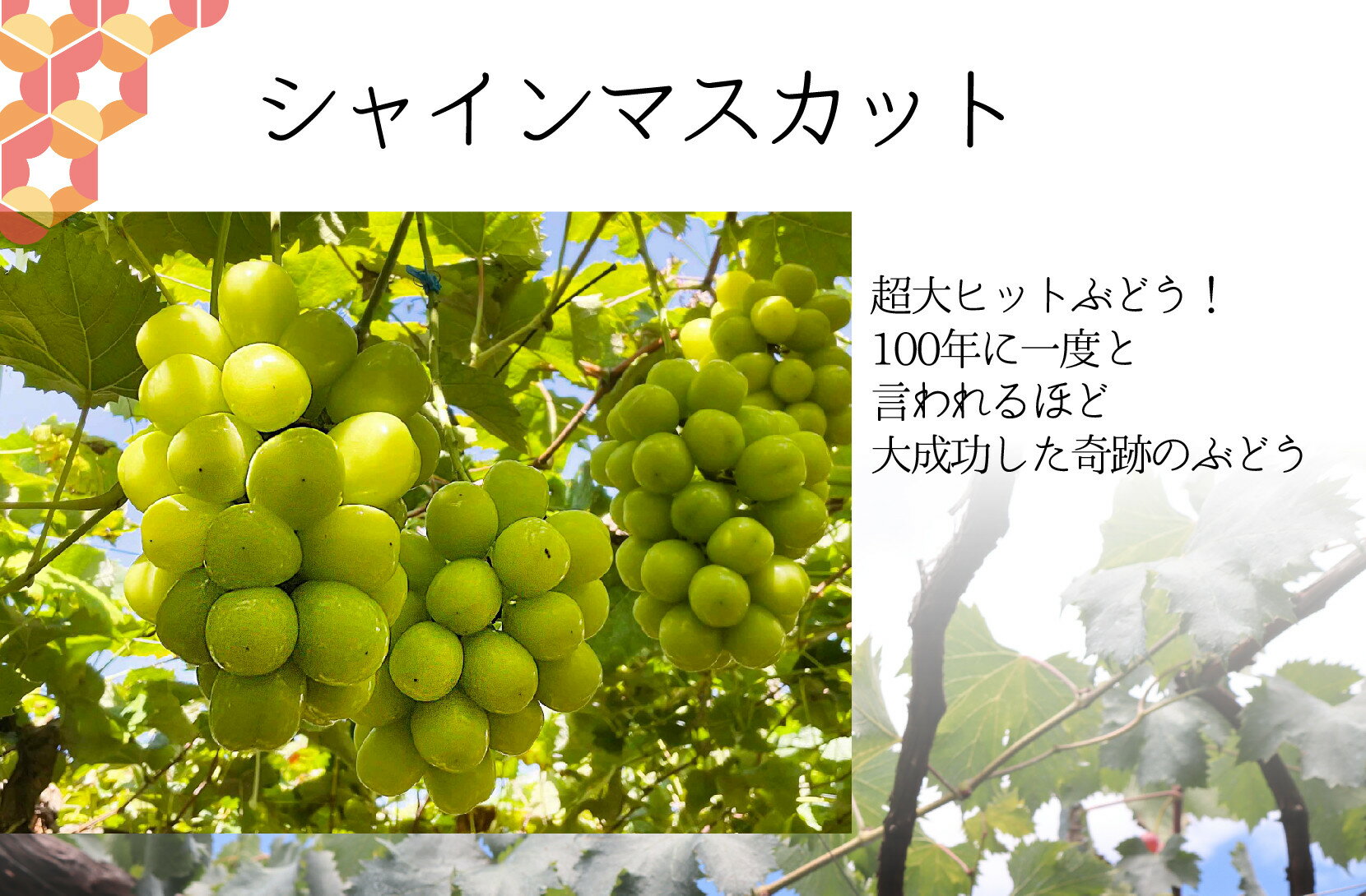 【ふるさと納税】【通年受付】年3回フレッシュフルーツ定期便（クイーンニーナ、シャインマスカット、柿）　ALPAJ015