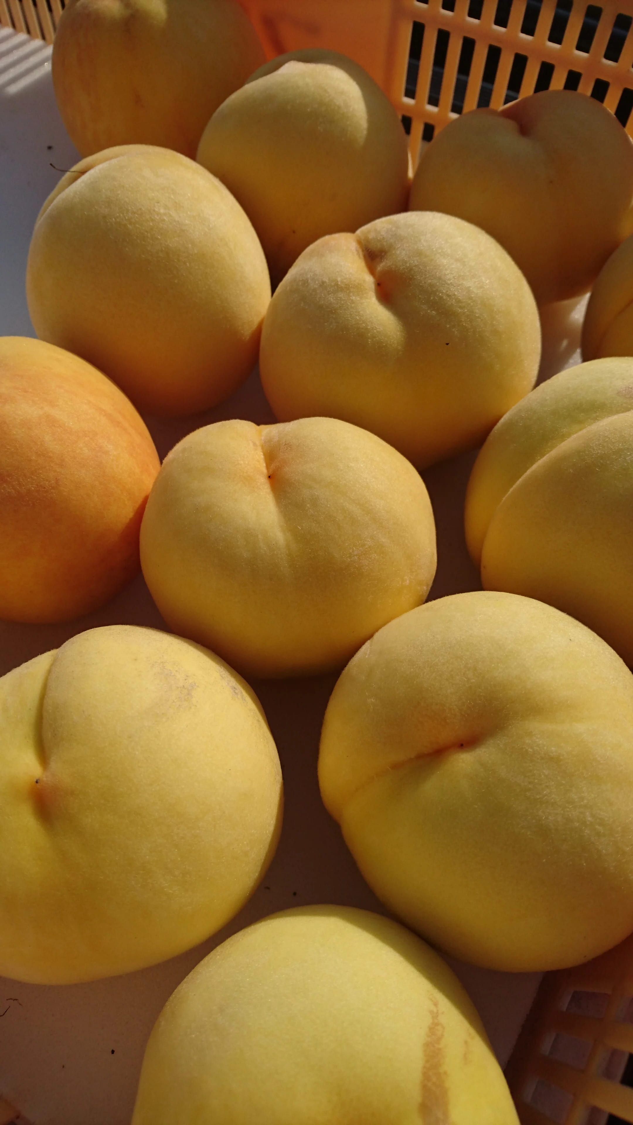 [2026年発送先行予約] 南アルプス市産 黄金桃(約3kg) ふるさと納税 おすすめ 山梨県 南アルプス市 送料無料 AL