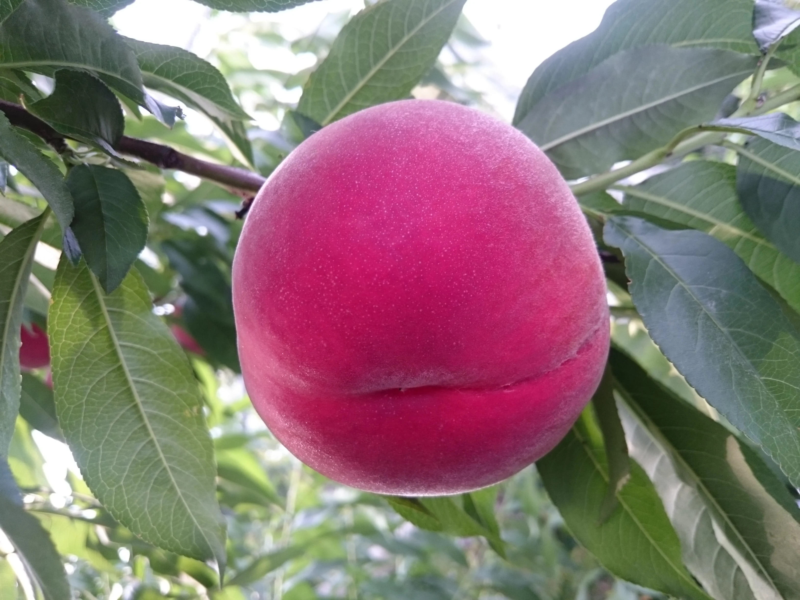 [2026年発送先行予約] 南アルプス市産 桃(約3kg) ふるさと納税 おすすめ 山梨県 南アルプス市 送料無料 AL