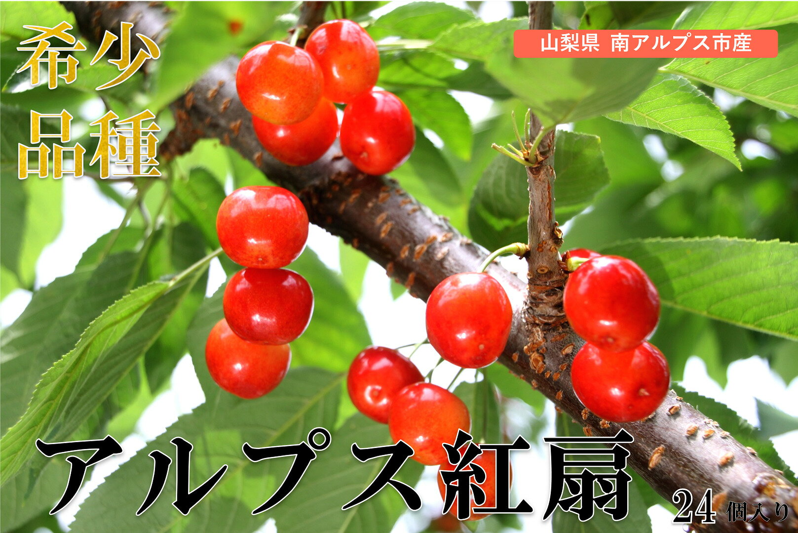 [2026年発送先行予約] 南アルプス市産 アルプス紅扇 24個入り(2L以上) ふるさと納税 おすすめ 山梨県 南アルプス市 送料無料 AL