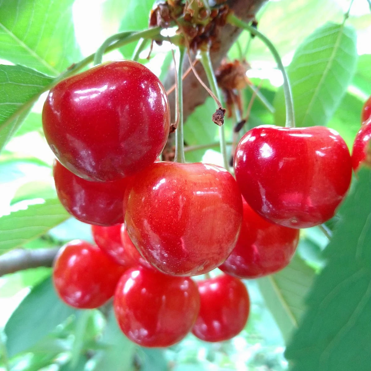 [2026年発送先行予約] 南アルプス市産 紅秀峰500g(2Lサイズ以上) ALPCM004 ふるさと納税 おすすめ 山梨県 南アルプス市 送料無料