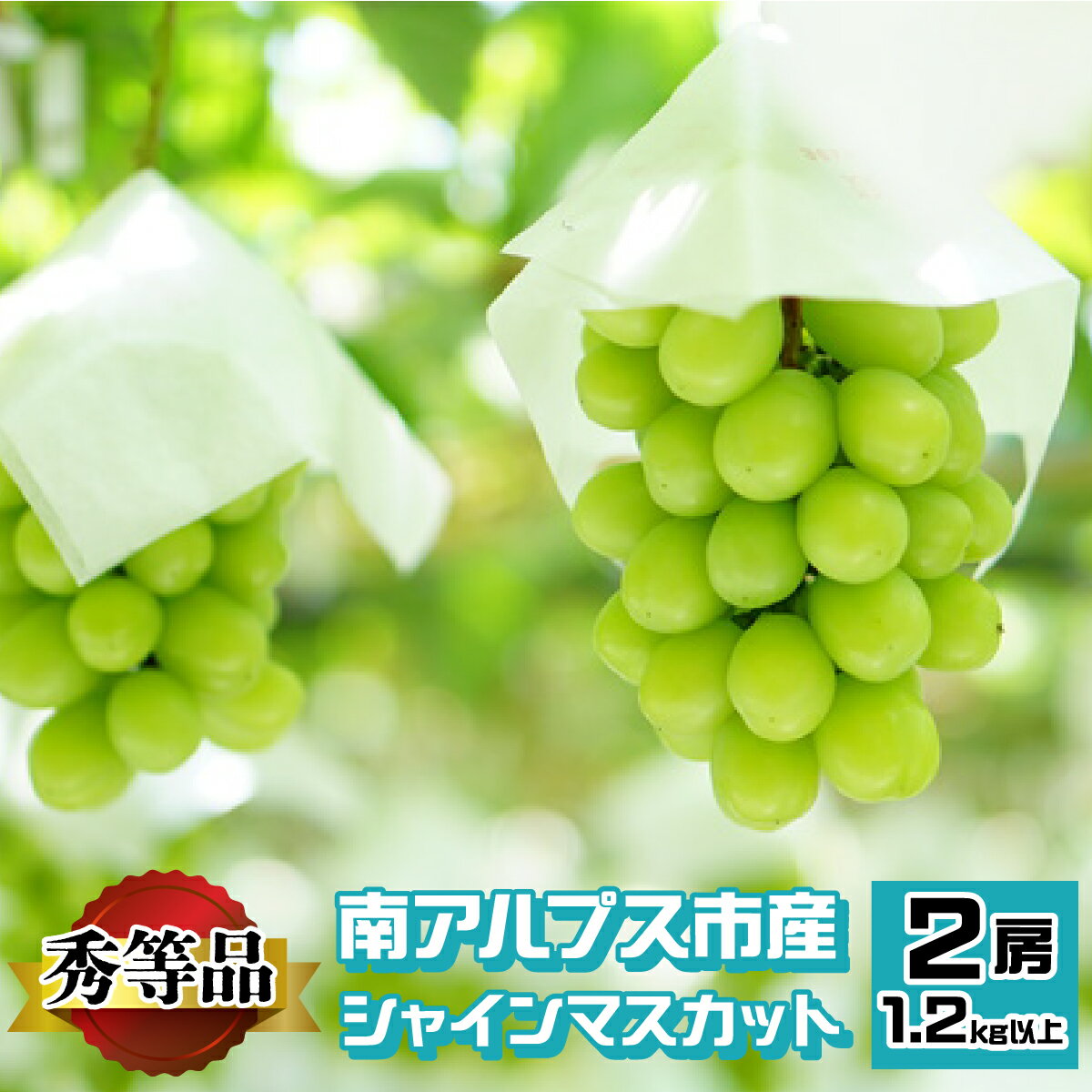 南アルプス市産 シャインマスカット 秀等品 1.2kg以上 (2房) ふるさと納税 おすすめ 山梨県 南アルプス市 送料無料 AL