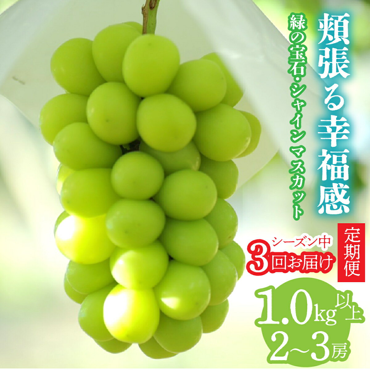 【ふるさと納税】＜2026年発送先行予約＞【シーズン中3回お届け定期便】頬張る幸福感　～ 緑の宝石・シャインマスカット ～　1kg以上 2～3房 ALPCV011
