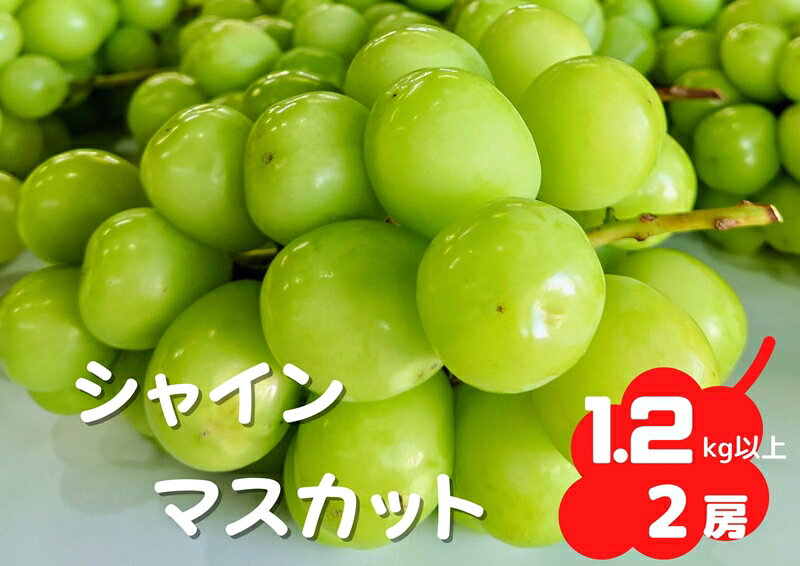 【ふるさと納税】厳選シャインマスカット2房（1.2kg以上）＜出荷開始：2022年8月15日～2022年10月20日まで＞ 【 フルーツ ぶどう 山梨県 南アルプス市 】･･･