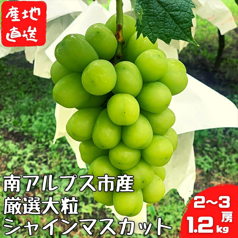 【ふるさと納税】厳選シャインマスカット 2房〜3房 約1.2kg【数量限定】大粒 高級 ぶどう ブドウ フルーツ 果物 くだもの　南アルプス市 山梨県＜出荷開始：2023年8月25日～2023年10月20日まで＞【 山梨県 南アルプス市 】のサムネイル
