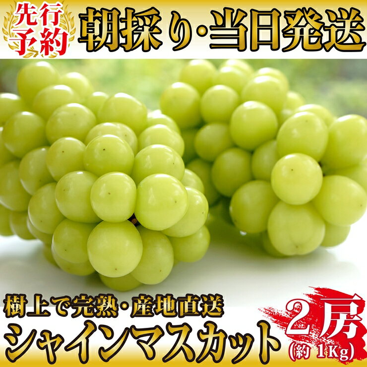 【ふるさと納税】【2021年発送分 先行予約】 山梨県産 シャインマスカット 2房（約1kg） ＜出荷時期：2021年8月下旬出荷開始〜2021年10月上旬＞ 【 フルーツ ぶどう 山梨県 山梨市 】