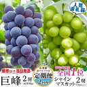 16位! 口コミ数「8件」評価「5」【2024年発送分 定期便2回】 南アルプスの果物セット2種＜出荷時期：種無し巨峰2024年8月上旬～9月下旬、シャインマスカット2024年･･･ 