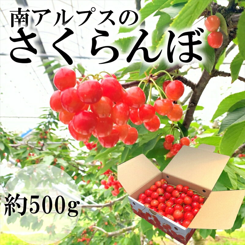 【ふるさと納税】【先行予約】南アルプス市産さくらんぼ　500g【出荷時期2024年5月～6月】【内祝い 内祝 お祝い 御祝い 御祝 お礼 御礼 プレゼント ギフト 贈り物 お歳暮 お中元 フルーツギフト 山梨県 南アルプス市 】･･･