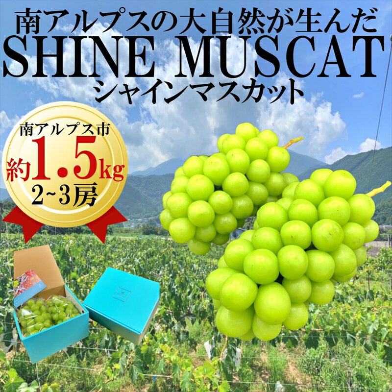 [先行予約]南アルプス市産旬の採れたてシャインマスカット 秀等品 約1.5kg 2-3房[出荷時期:2024年8月下旬〜2024年10月下旬頃][ 内祝 お祝い 御祝い 御祝 お礼 御礼 プレゼント ギフト 贈り物 お歳暮 お中元 フルーツギフト 山梨県 南アルプス市 ]