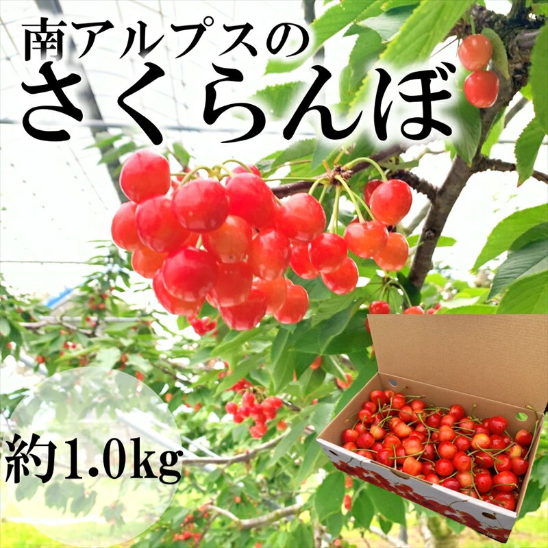 【ふるさと納税】【先行予約】南アルプス市産さくらんぼ　1kg【出荷時期2024年5月～6月】【 内祝 お祝い 御祝い 御祝 お礼 御礼 プレゼント ギフト 贈り物 お歳暮 お中元 フルーツギフト 山梨県 南アルプス市 】のサムネイル