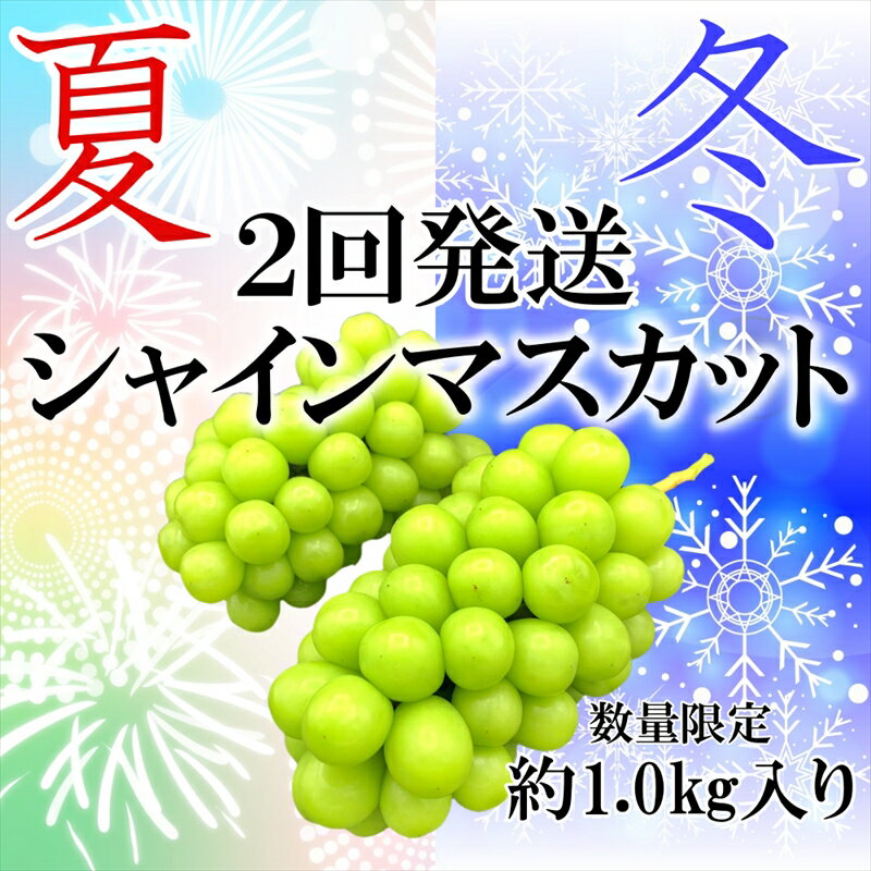 [先行予約]夏冬の全2回発送 山梨県南アルプス市産 シャインマスカット定期便 約1.0kg×2回 2〜3房入り[出荷開始:2024年9月・12月][内祝い 内祝 お祝い 御祝い 御祝 お礼 御礼 プレゼント ギフト 贈り物 お歳暮 山梨県 南アルプス市 ]