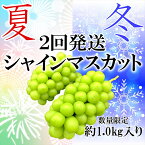 【ふるさと納税】【先行予約】夏冬の全2回発送　山梨県南アルプス市産　シャインマスカット定期便　約1.0kg×2回　2～3房入り＜出荷開始：2024年9月・12月＞【内祝い 内祝 お祝い 御祝い 御祝 お礼 御礼 プレゼント ギフト 贈り物 お歳暮 山梨県 南アルプス市 】