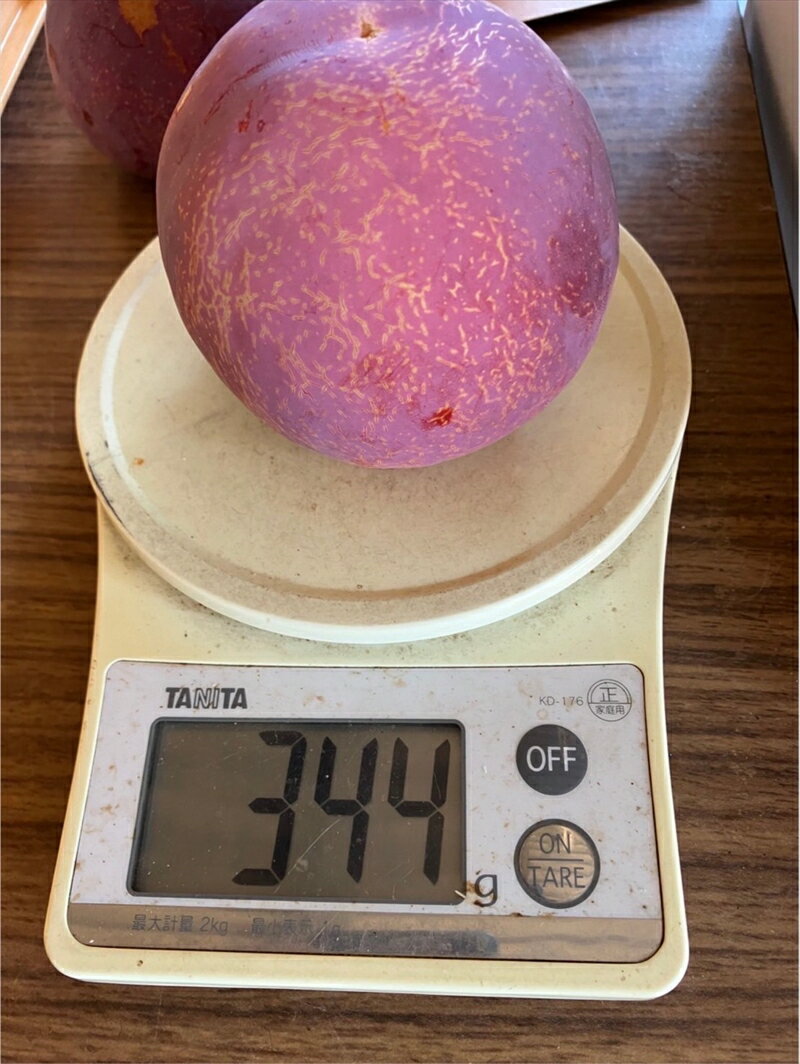 【ふるさと納税】＜2026年発送先行予約＞高級すもも「貴陽」特大玉6〜8玉 ふるさと納税 すもも 貴陽 プラム 特大玉 果物 フルーツ おすすめ 山梨県 南アルプス市 送料無料 ALPCZ012