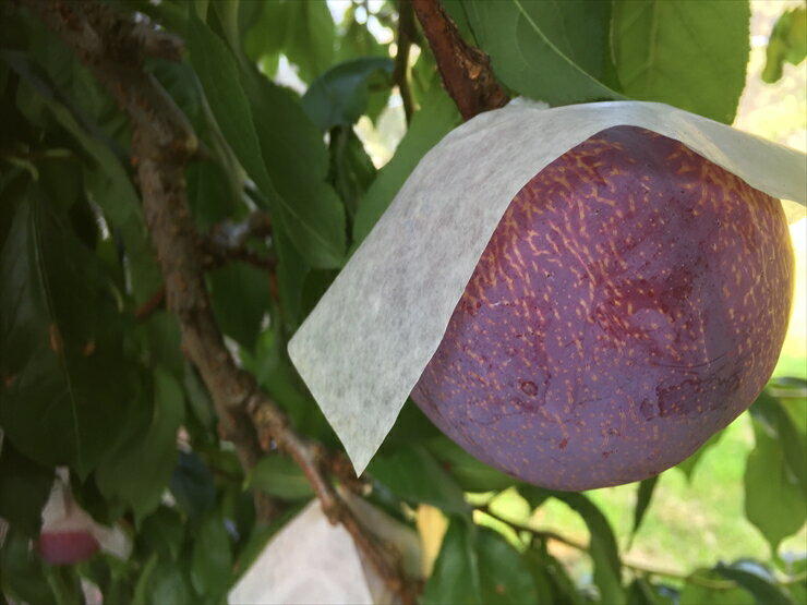 山梨県南アルプス市の画像2