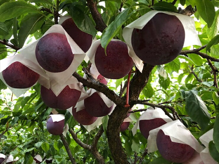 山梨県南アルプス市の画像3