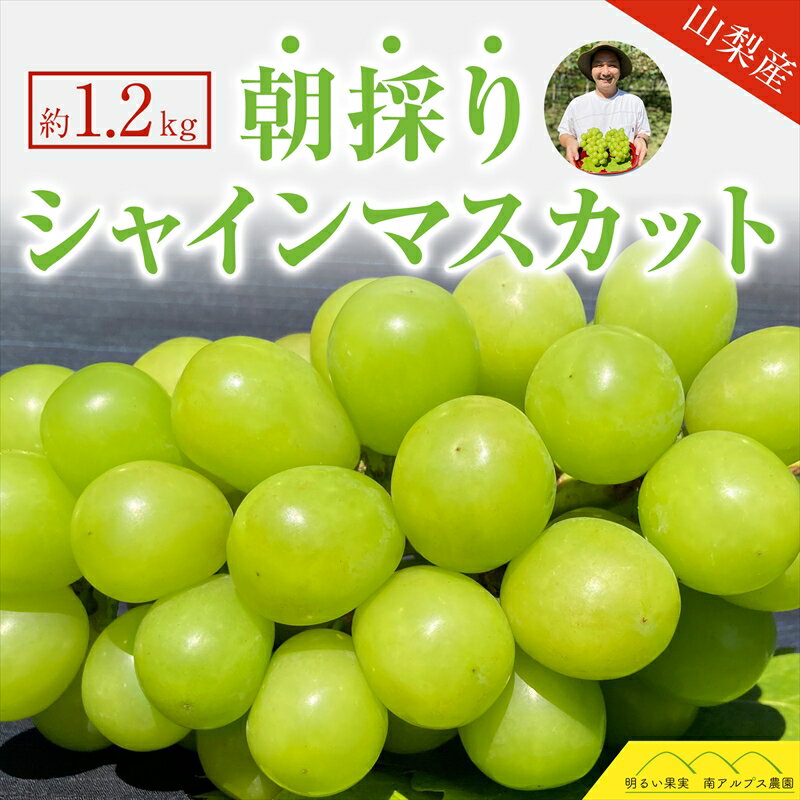 [先行予約]2024年発送分 シャインマスカット 2房(約1.0〜1.2kg) フルーツ 山梨 くだもの 大粒 人気 厳選 ブドウ ぶどう 葡萄[出荷時期:2024年9月1日出荷開始〜2024年9月30日出荷終了][フルーツ 果物王国厳選 山梨県 南アルプス市 ]