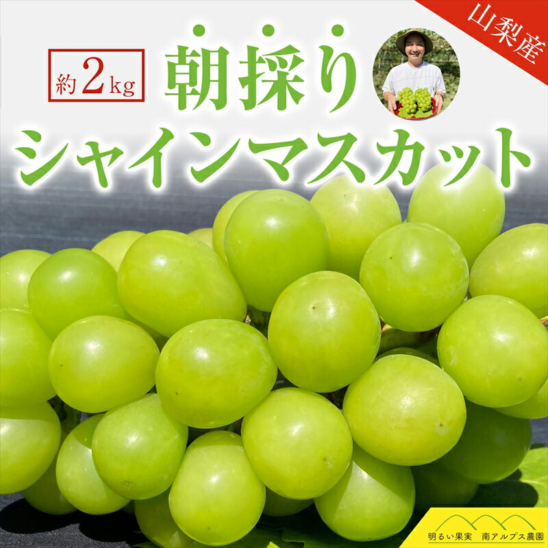 2024年発送分 シャインマスカット 3～4房（約2kg） フルーツ 山梨 くだもの 大粒 人気 厳選 ブドウ ぶどう 葡萄〈出荷時期:2024年9月1日出荷開始～2024年9月30日出荷終了〉