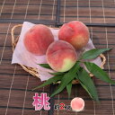 【ふるさと納税】<2026年発送分先行予約> 山梨県南アルプス市産 桃 2Kg 5~8玉 ふるさと納税 桃 もも 果物 フルーツ 桃2kg おすすめ 山梨県 南アルプス市 送料無料 ALPBV002