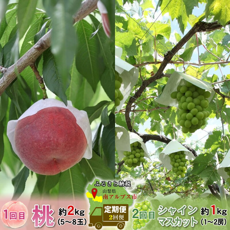 【ふるさと納税】【先行予約】定期便2回 桃2kg シャインマスカット1kg 山梨県南アルプス市産＜出荷開始：2024年6月下旬～2024年10月下旬まで＞【フルーツ定期便2回 桃2Kg 山梨県 南アルプス市 】のサムネイル
